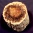 Petrified Wood